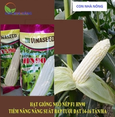 Hạt giống Ngô, bắp  Nếp Lai HN 90 Mới Dẻo Ngọt Bông To gói 500gr