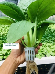 Hạt giống rau cải thìa chất lượng cao