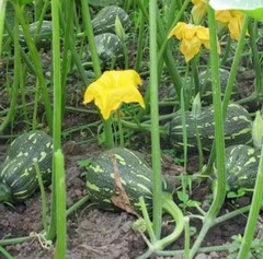 COMBO HẠT GIỐNG 8 LOẠI BẦU – BÍ – MƯỚP DỄ TRỒNG TỶ LỆ NẢY MẦM CAO – SIÊU SAI TRÁI – DỄ CHĂM SÓC