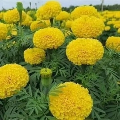 Copy of Hạt Giống Hoa Cúc Vạn Thọ Cao vàng chanh Sai Bông F1 TG71