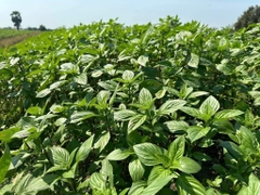 Hạt giống rau húng quế chất lượng cao