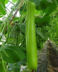 Hạt giống bầu sao trái dài năng suất cao