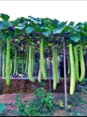 Hạt giống bầu sao trái dài năng suất cao