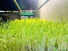 Hạt rau mầm đậu Hà Lan hàng chuẩn làm rau mầm/nấu sữa/ gói 1kg