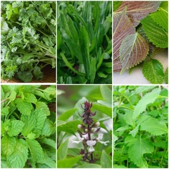 Combo 6 Hạt giống rau thơm, rau gia vị gồm: hũng quế, hũng lũi, tia tô, kinh dưới, rau mùi (ngò rí), Mùi tàu (ngò gai)