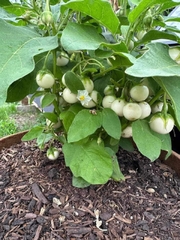 Hạt giống cà Pháo Trắng cao sản