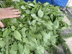 Hạt giống lá é chất lượng Phú Yên gói 2gr