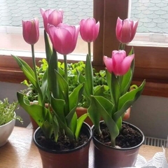 Củ Giống Hoa Tulip Đẹp màu hồng