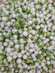 Hạt giống cà Pháo Trắng cao sản