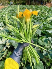 COMBO HẠT GIỐNG 8 LOẠI BẦU – BÍ – MƯỚP DỄ TRỒNG TỶ LỆ NẢY MẦM CAO – SIÊU SAI TRÁI – DỄ CHĂM SÓC