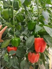 Hạt Giống Ớt Chuông Ngọt