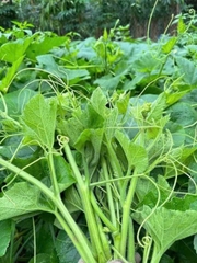 Hạt giống bí siêu ngọn chất lượng cao