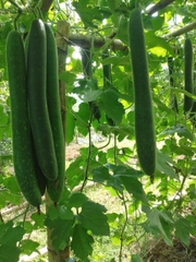 COMBO HẠT GIỐNG 8 LOẠI BẦU – BÍ – MƯỚP DỄ TRỒNG TỶ LỆ NẢY MẦM CAO – SIÊU SAI TRÁI – DỄ CHĂM SÓC