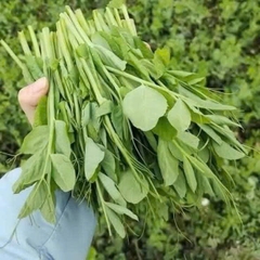 Hạt rau mầm đậu Hà Lan hàng chuẩn làm rau mầm/nấu sữa/ gói 1kg