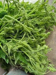 Hạt giống bí siêu ngọn chất lượng cao