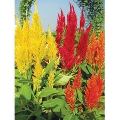 Hạt giống hoa Mào Gà Đuôi Phụng đẹp dễ trồng quanh năm gói 200 hạt