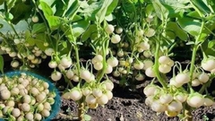 Hạt giống cà Pháo Trắng cao sản