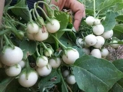 Combo hạt giống 5 loại cà gồm; Cà pháo Thái lan, Cà Pháo tím, Cà pháo trắng, cà dừa xanh, cà dừa tím