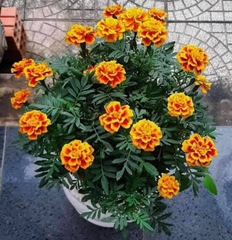 Hạt Giống Hoa Cúc Vạn Thọ Ban Mai kép viền vàng gói 300 hạt