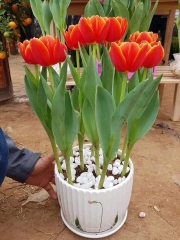 Củ Giống Hoa Tulip Đẹp màu đỏ