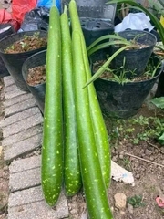 Hạt giống bầu sao trái dài năng suất cao