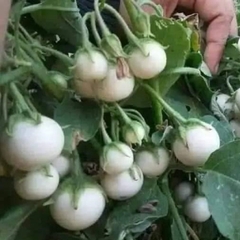 Hạt giống cà Pháo Trắng cao sản