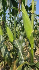 Hạt giống Ngô, bắp  Nếp Lai HN 86 Mới Dẻo Ngọt Bông To gói 500gr