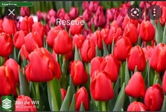 Củ Giống Hoa Tulip Đẹp màu đỏ