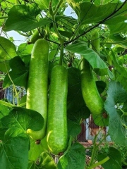 Hạt giống bầu sao trái dài năng suất cao