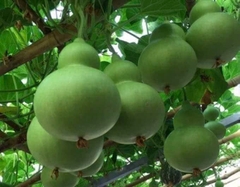 Hạt Giống Bầu Hồ Lô Vừa Đẹp