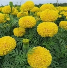 Hạt Giống Hoa Cúc Vạn Thọ Vàng Chanh