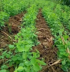 Hạt rau mầm đậu Hà Lan hàng chuẩn làm rau mầm/nấu sữa/ gói 50gr