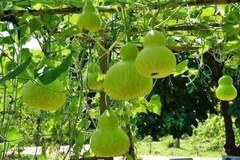 Hạt Giống Bầu Hồ Lô Vừa Đẹp