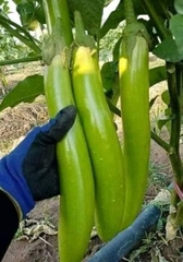 Combo hạt giống 5 loại cà gồm; Cà pháo Thái lan, Cà Pháo tím, Cà pháo trắng, cà dừa xanh, cà dừa tím