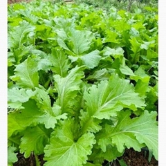 COMBO HẠT GIỐNG 10 LOẠI RAU CẢI – HẠT GIỐNG RAU SẠCH TRỒNG TẠI NHÀ TỶ LỆ NẢY MẦM CAO DỄ TRỒNG THU HOẠCH NHANH