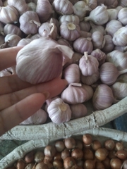 Tỏi Tím chọn nhặt từng củ chắc mẩy