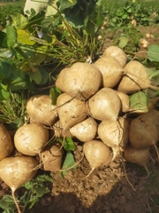 Củ Đậu (Củ Sắn) Hạt Giống 500gr - Dễ Trồng