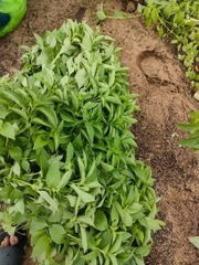 hạt giống lá é chất lượng Phú Yên gói 1kg