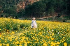 Hạt giống hoa cánh bướm (sao nhái)màu vàng gói to vừa khoảng(5.000) hạt