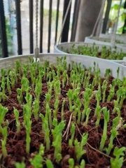 Hạt rau mầm đậu Hà Lan hàng chuẩn làm rau mầm/nấu sữa/ gói 50gr