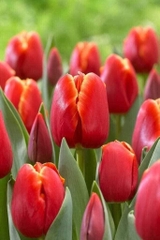 Củ Giống Hoa Tulip Đẹp màu đỏ