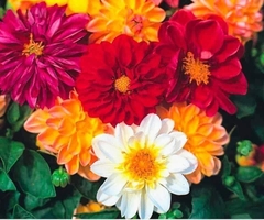 Hạt giống hoa Thược Dược nhiều màu 100 hạt