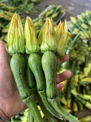 Hạt giống bí siêu nụ chất lượng cao gói 10gr (khoảng hơn 50 hạt)