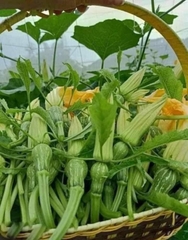 Hạt giống bí siêu nụ chất lượng cao gói 10gr (khoảng hơn 50 hạt)