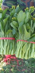 Hạt giống rau Cải ngồng ngọt xanh