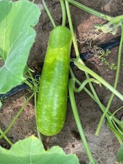 Hạt giống bầu sao trái dài năng suất cao