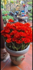 Củ Giống Hoa Tulip Đẹp màu đỏ