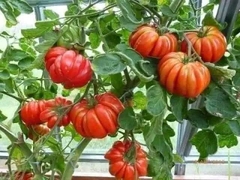 Hạt giống cà chua bí Khía chịu nhiêt gói 20 hạt