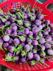 Combo hạt giống 5 loại cà gồm; Cà pháo Thái lan, Cà Pháo tím, Cà pháo trắng, cà dừa xanh, cà dừa tím