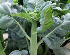 COMBO HẠT GIỐNG 10 LOẠI RAU CẢI – HẠT GIỐNG RAU SẠCH TRỒNG TẠI NHÀ TỶ LỆ NẢY MẦM CAO DỄ TRỒNG THU HOẠCH NHANH